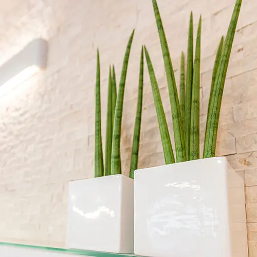 Zwei hohe Sansevieria-Pflanzen in weißen, quadratischen Töpfen vor einer hellen Steinwand mit Wandlampe